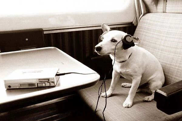 Dog listening to walkman radio on a train