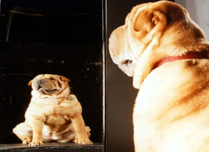 Framed Print : Dog looking in distorted mirror Animal Dogs March 1997 A©Mirrorpix Framed Print : Dog looking in distorted mirror Animal Dogs March 1997 A©Mirrorpix