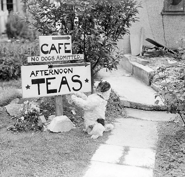 Dog Looking at notice No Dogs Admitted afternoon teas circa 1948