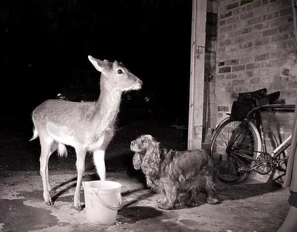 Dog looking up at a young deer in a garage near Reading