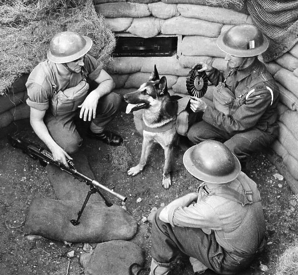 The dog named Mark, he is an ammunition carrier. British troops seen collecting