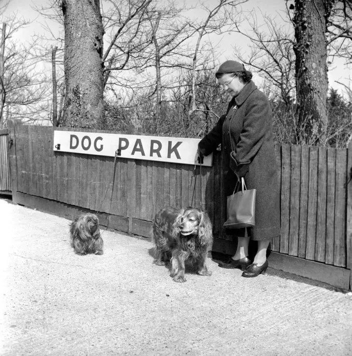 Framed Print : Dog owners leave their dogs in the Dog Park at F. Lawrence and Sons a Eastbourne butcher Framed Print : Dog owners leave their dogs in the Dog Park at F. Lawrence and Sons a Eastbourne butcher
