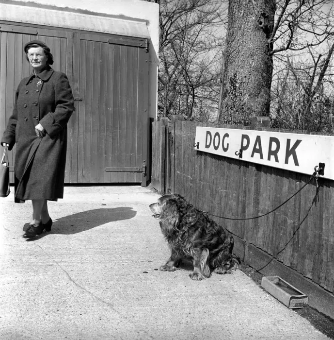 Framed Print : Dog owners leave their dogs in the Dog Park at F. Lawrence and Sons a Eastbourne butcher Framed Print : Dog owners leave their dogs in the Dog Park at F. Lawrence and Sons a Eastbourne butcher