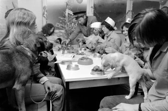 Framed Print : Dog Owners and their pets seen here having a Christmas party. December 1976 76-07481-013