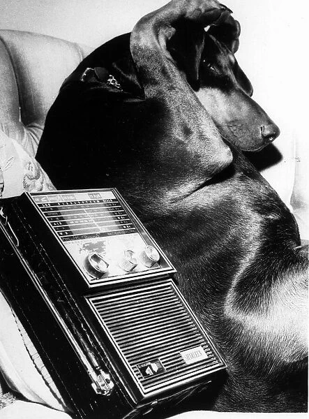 Dog with paws over its ears beside the radio. Circa 1970