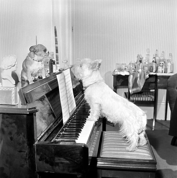 Dog playing the piano. 1965 C100a-003