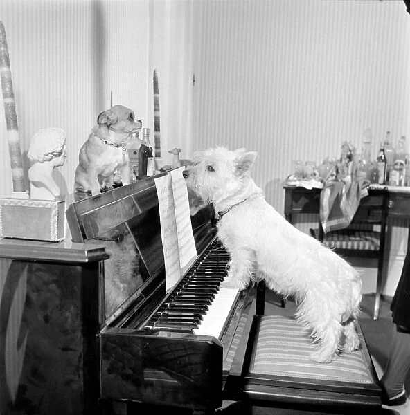 Dog playing the piano. 1965 C100a-004