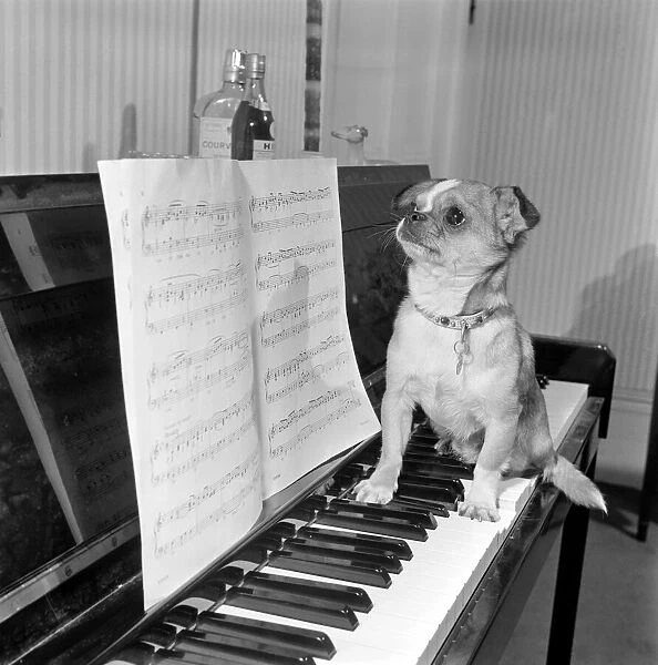 Dog playing the piano. 1965 C100a-006