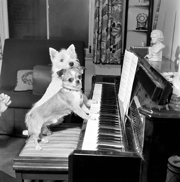 Dog playing the piano. 1965 C100a-008