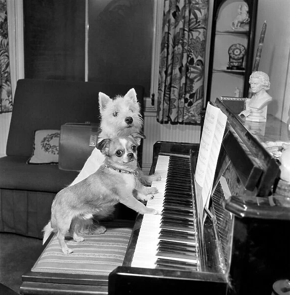 Dog playing the piano. 1965 C100a-009