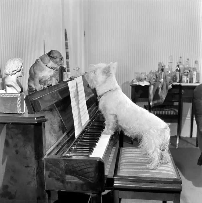 Framed Print : Dog playing the piano. 1965 C100a-011 Framed Print : Dog playing the piano. 1965 C100a-011