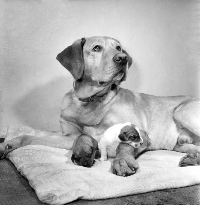 Framed Print : Dog and Puppies: Sandy the lost dog with the two pups that were left at the Doncaster Framed Print : Dog and Puppies: Sandy the lost dog with the two pups that were left at the Doncaster