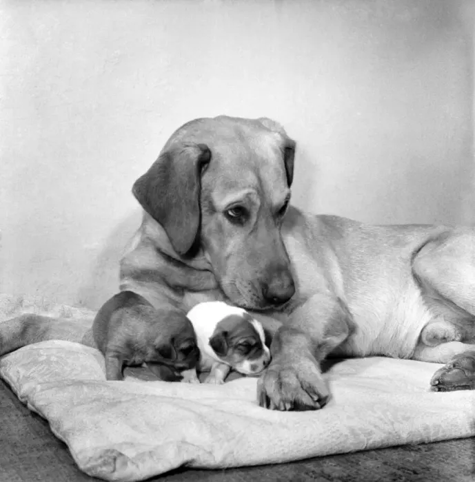 Framed Print : Dog and Puppies: Sandy the lost dog with the two pups that were left at the Doncaster Framed Print : Dog and Puppies: Sandy the lost dog with the two pups that were left at the Doncaster