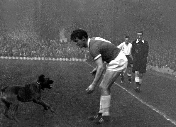A dog runs onto the pitch at old Trafford during the league match between Manchester