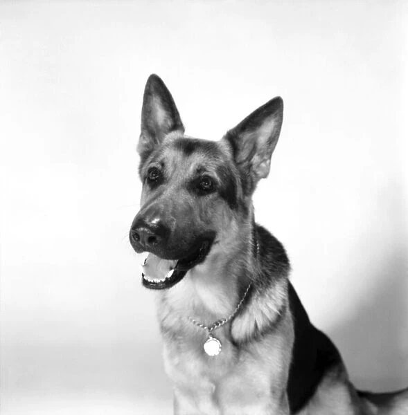 Dog. 'Saxon'Alsation. February 1975 75-00718-001