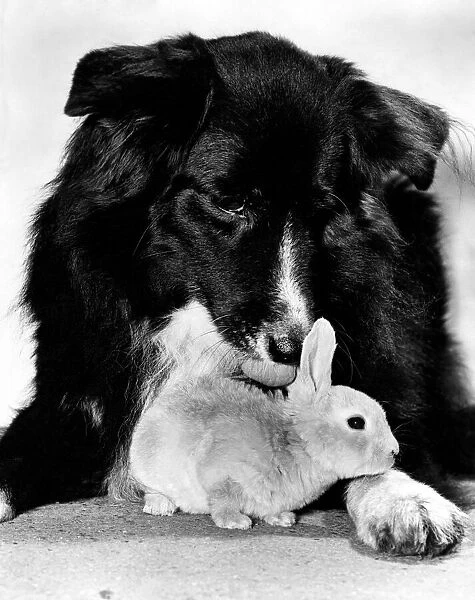 When the Dog seeOs the Rabbit: Whenever this dog sees an orphaned rabbit it foster