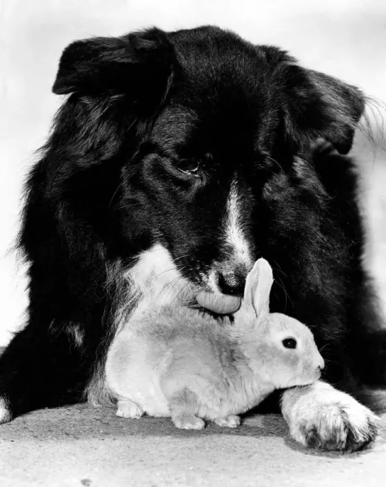 Framed Print : When the Dog seeOs the Rabbit: Whenever this dog sees an orphaned rabbit it foster Framed Print : When the Dog seeOs the Rabbit: Whenever this dog sees an orphaned rabbit it foster