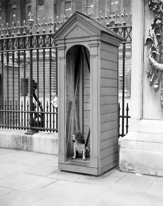 Framed Print : Dog in Sentry box August 1941 outside Buckingham Palace Framed Print : Dog in Sentry box August 1941 outside Buckingham Palace
