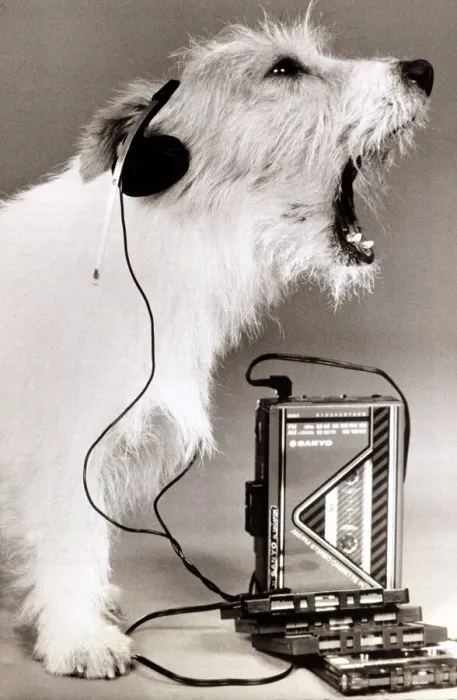 Framed Print : dog singing along to music played on a walkman wearing earphones mouth open howling Framed Print : dog singing along to music played on a walkman wearing earphones mouth open howling