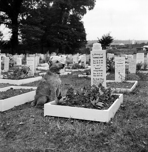 A dog sits beside the grave at the Dogs Cemetery at P. D. S. A. Centre, Woodford, Essex