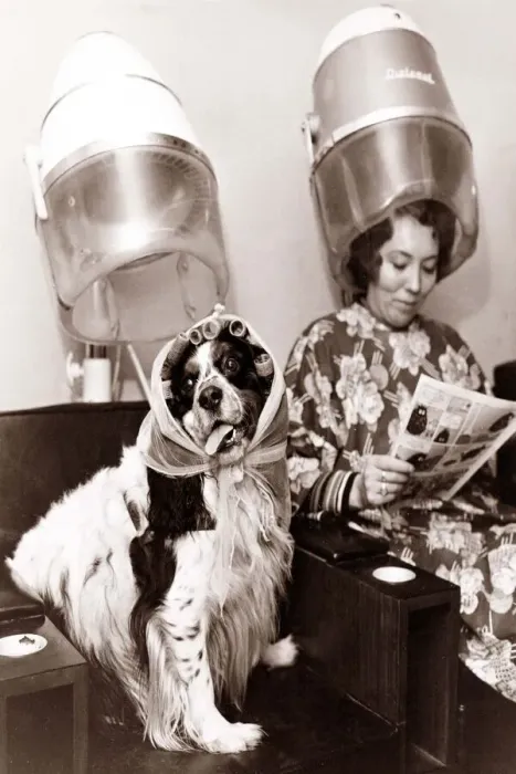 Framed Print : A dog sits in the hairdressers being pampered as the lady next to her reads a magazine