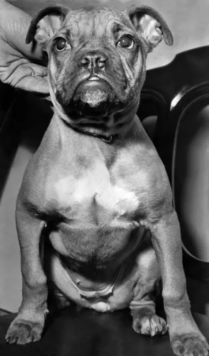 Framed Print : The dog sitting contentedly at Battersea dogs home waits for his new master to take him Framed Print : The dog sitting contentedly at Battersea dogs home waits for his new master to take him