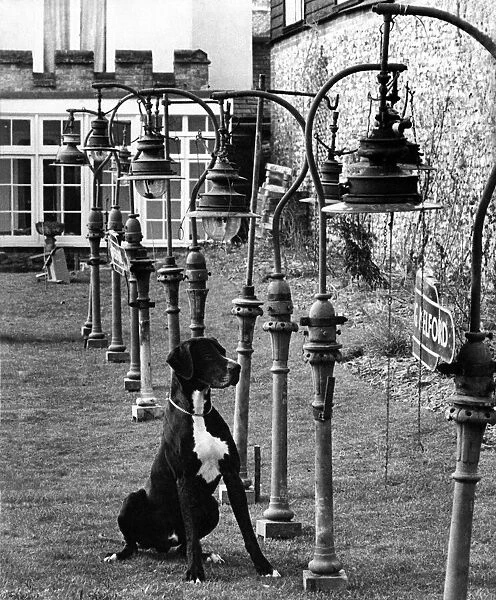 A dog sitting amongst the garden ornaments at his owners home November 1959