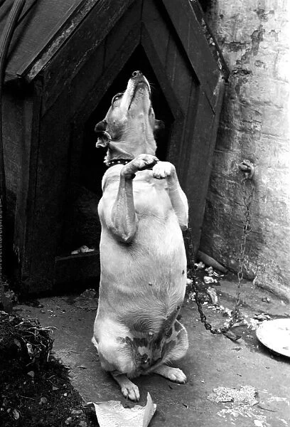 Dog sitting on his hind legs begging outside his kennel. October 1939 OL304I-002