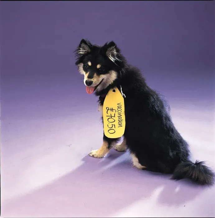 Framed Print : A dog with spaying label around neck January 1999 A©Mirrorpix Framed Print : A dog with spaying label around neck January 1999 A©Mirrorpix