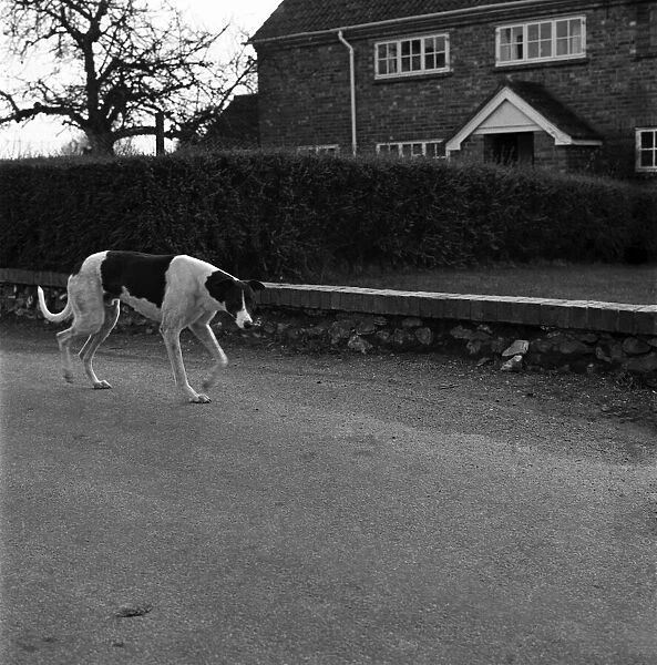 Dog: Sport: Racing: 'Mick'the Greyhound. December 1970 70-11584-002