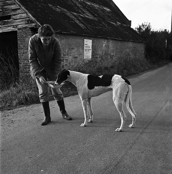 Dog: Sport: Racing: 'Mick'the Greyhound. December 1970 70-11584