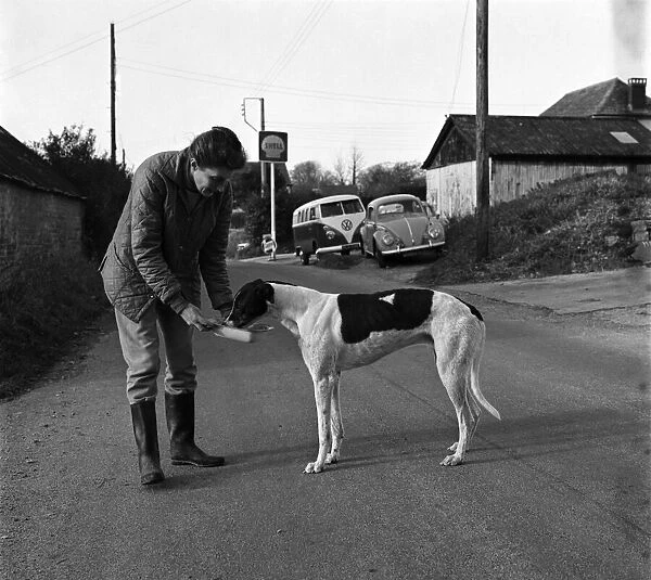 Dog: Sport: Racing: 'Mick'the Greyhound. December 1970 70-11584-001