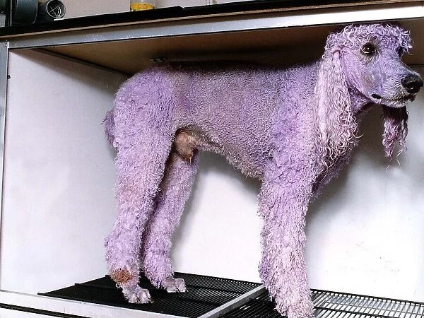 dog stands after being dyed purple