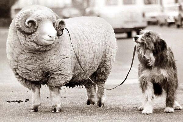 Dog taking a Ram for a walk on a lead