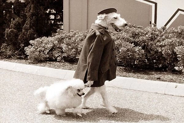 A dog wearing clothes and standing upright takes another dog for a walk down the street