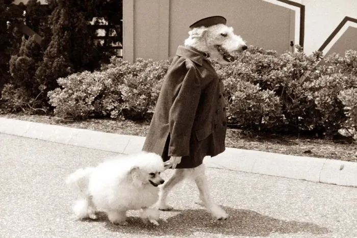 Framed Print : A dog wearing clothes and standing upright takes another dog for a walk down the street