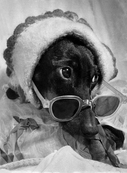 A dog wearing hat and sunglasses. July 1953 P009291