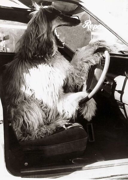 Dog at the Wheel of a Car - Car Driving Animals - Dogs
