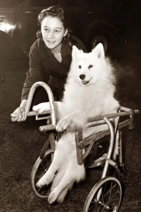 Framed Print : Dog in a wheelchair