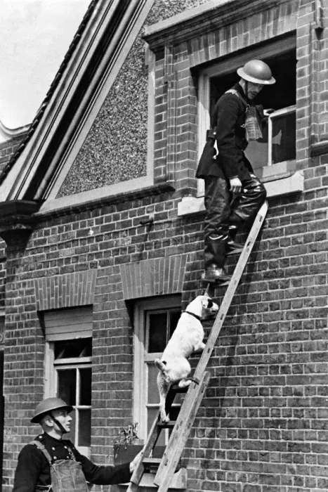 Framed Print : A dog who was adopted by a South London National Fire Service station seen having to