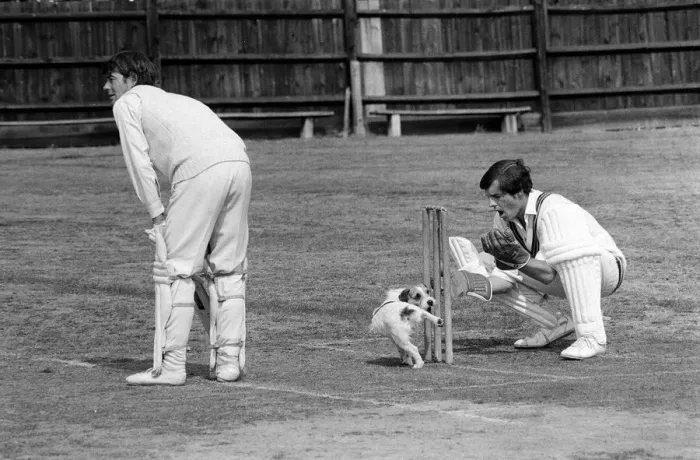 Framed Print : Dog On Wicket, 1st September 1975. Jack Russell Dog cocks hind leg to urinate Framed Print : Dog On Wicket, 1st September 1975. Jack Russell Dog cocks hind leg to urinate