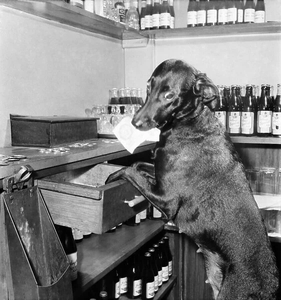 Dog Working behind Tite Bar. February 1953 D857-003