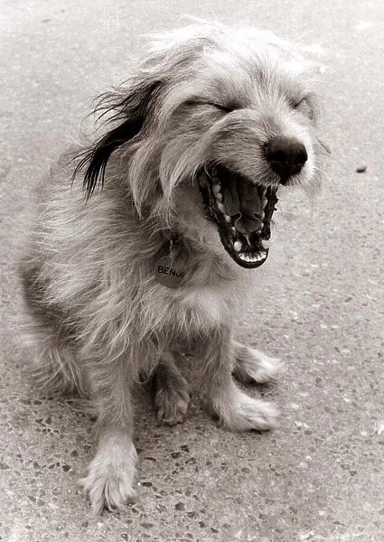 Dog yawning with his mouth wide open and his eyes closed