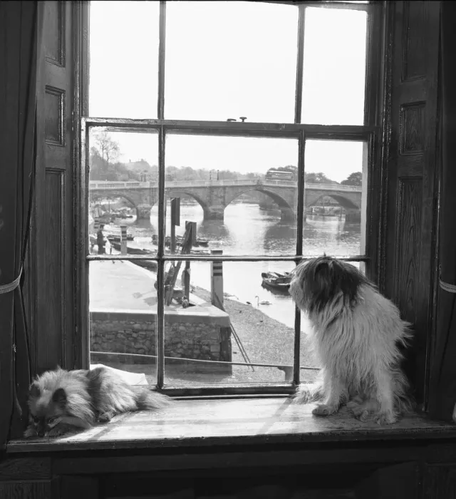 Framed Print : Dogs belonging to Mrs Dorothy Crispin owner of the White Cross Hotel, Richmond Framed Print : Dogs belonging to Mrs Dorothy Crispin owner of the White Cross Hotel, Richmond