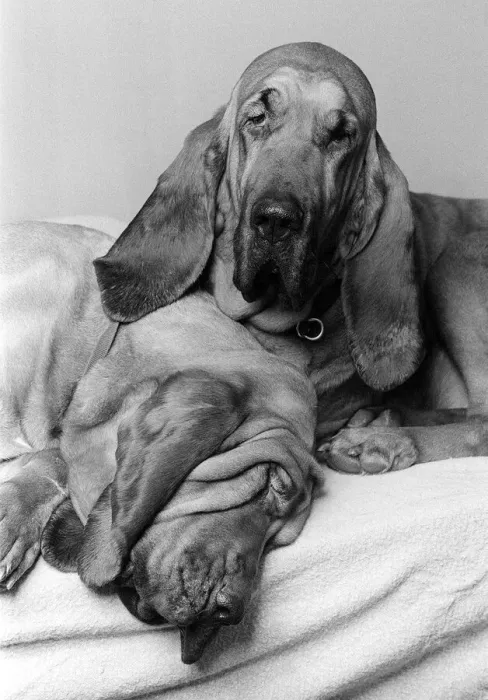 Framed Print : Dogs Bloodhounds Feb 1976 Henry 5 years old with 2 year old Saint Framed Print : Dogs Bloodhounds Feb 1976 Henry 5 years old with 2 year old Saint