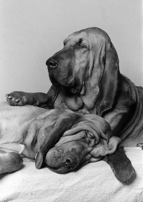 Framed Print : Dogs Bloodhounds February 1976 Henry 5 years old with 2 year old Saint