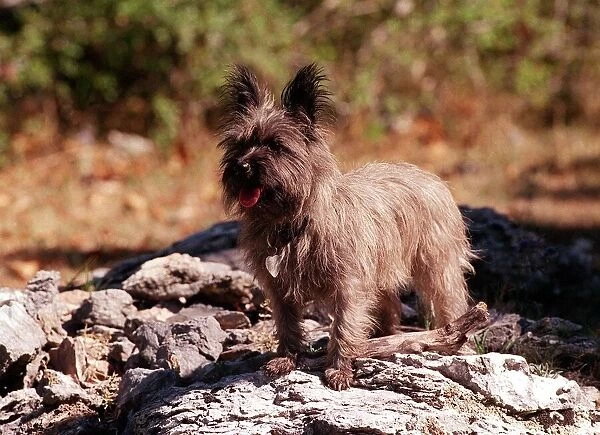 Dogs Cairn Terrier