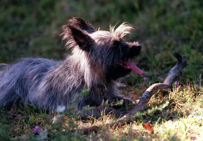 Framed Print : Dogs Cairn Terrier with Stick