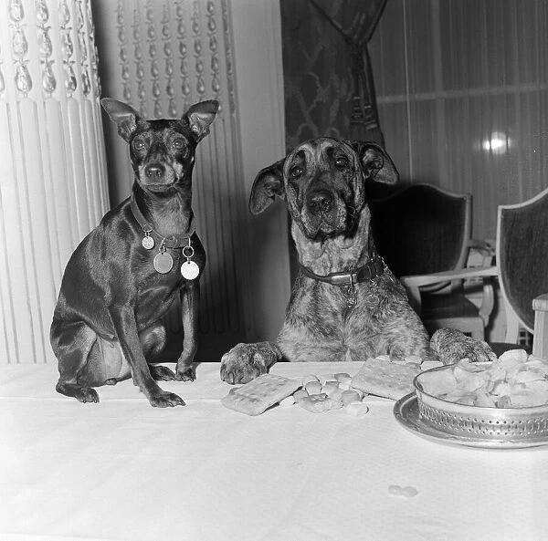 Two dogs, Chica and Juno, attend the National Association of Dog Biscuit Manufacturers