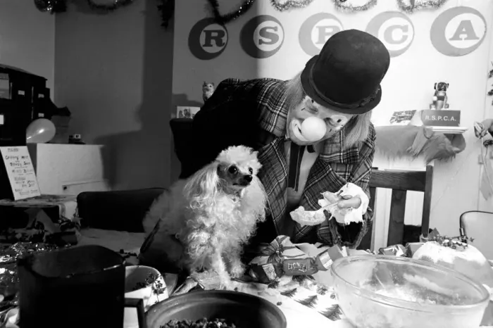 Framed Print : Dogs Christmas Party. Hobo plays host to the doggy guests enjoying a menu of Framed Print : Dogs Christmas Party. Hobo plays host to the doggy guests enjoying a menu of